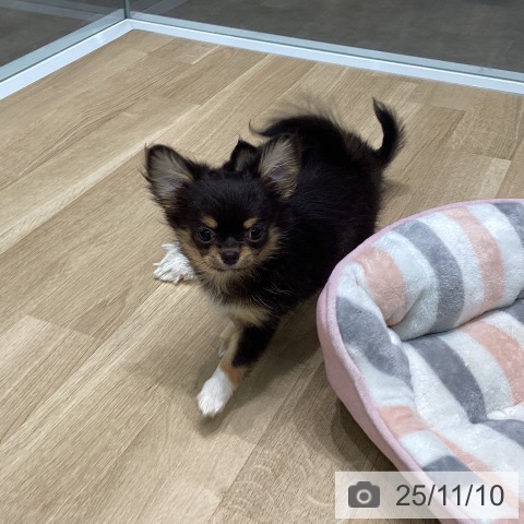 愛知県のチワワ(ロング) (ペットプラス 熱田店/2025年8月20日生まれ/女の子/ブラックタンホワイト)の子犬の3枚目の画像