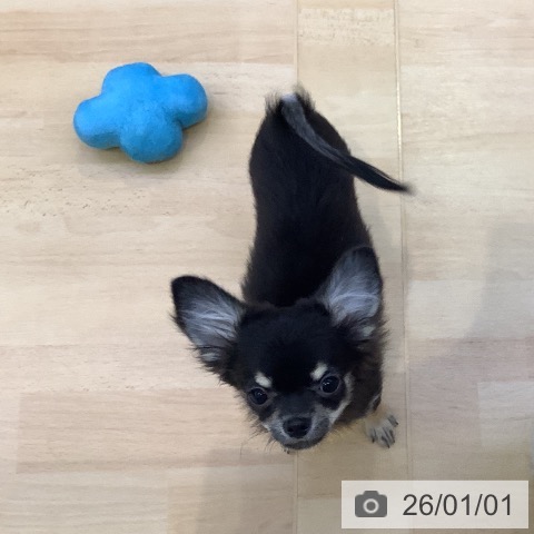 愛知県のチワワ(ロング) (ペットプラス 三好店/2025年8月19日生まれ/男の子/ブラックタン)の子犬の4枚目の画像