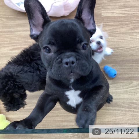 東京都のフレンチブルドッグ (ペッツワン 青梅インター店/2025年8月20日生まれ/男の子/ブリンドル)の子犬の3枚目の画像