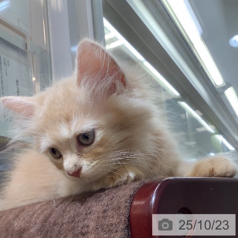 ラガマフィンの写真