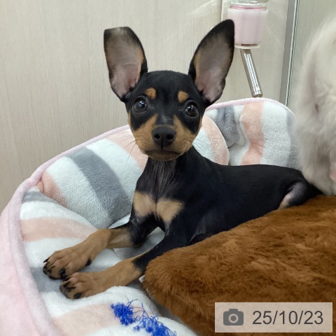 ミニチュア・ピンシャーの写真