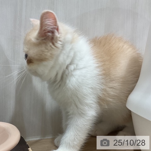 福岡県のエキゾチック (ペットプラス 八幡東店/2025年8月20日生まれ/男の子/クリームタビーホワイト)の子猫の4枚目の画像