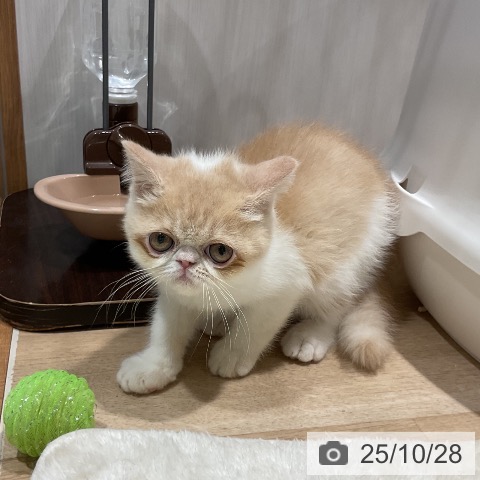 福岡県のエキゾチック (ペットプラス 八幡東店/2025年8月20日生まれ/男の子/クリームタビーホワイト)の子猫の3枚目の画像