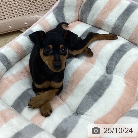ミニチュア・ピンシャーの写真