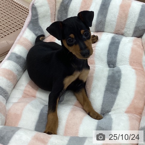 ミニチュア・ピンシャーの写真