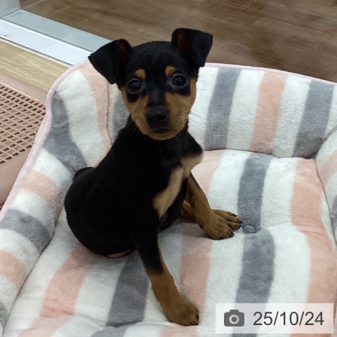 ミニチュア・ピンシャーの写真