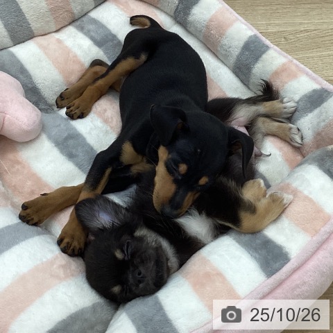 ミニチュア・ピンシャーの写真