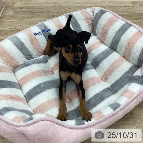 ミニチュア・ピンシャーの写真