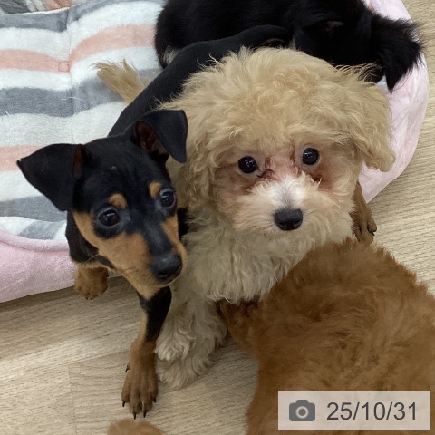 ミニチュア・ピンシャーの写真