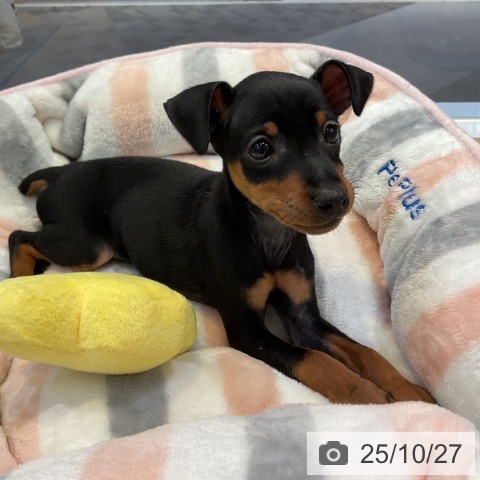 ミニチュア・ピンシャーの写真