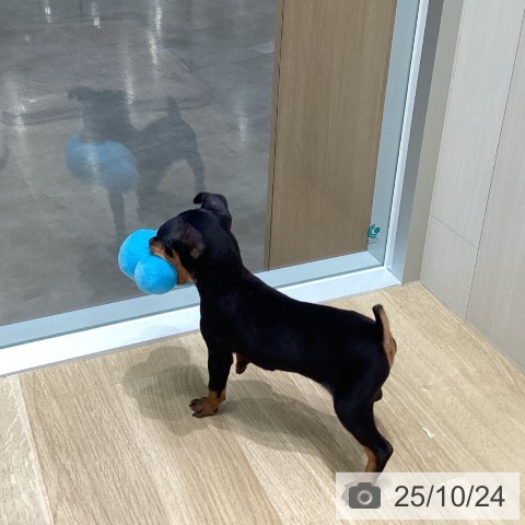 ミニチュア・ピンシャーの写真