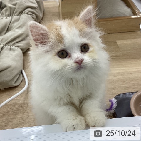 スコティッシュフォールドの写真