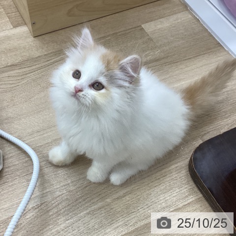 スコティッシュフォールドの写真