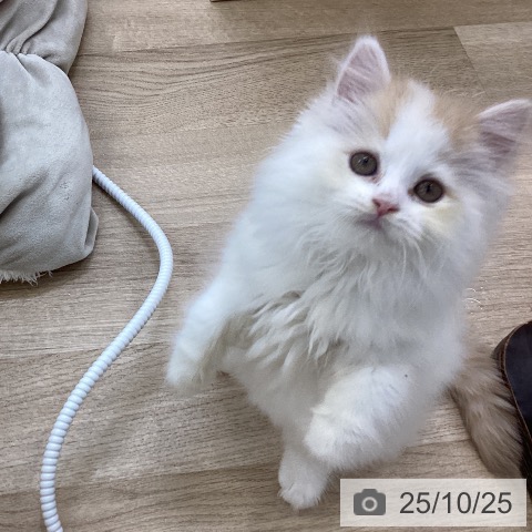 スコティッシュフォールドの写真