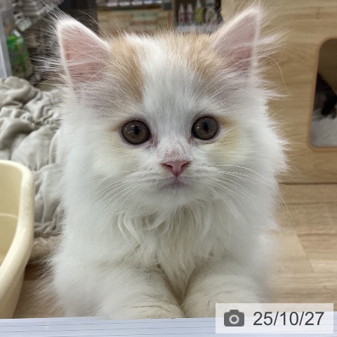 スコティッシュフォールドの写真
