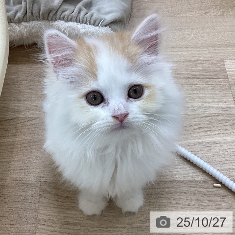 スコティッシュフォールドの写真