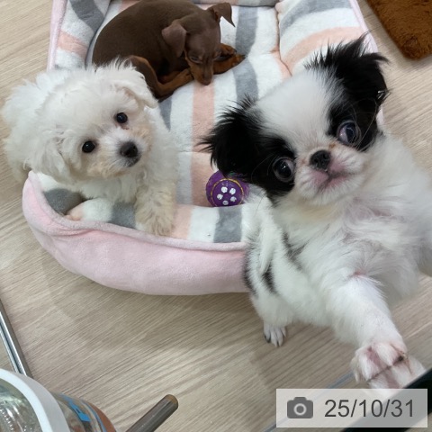 ビション・フリーゼの写真