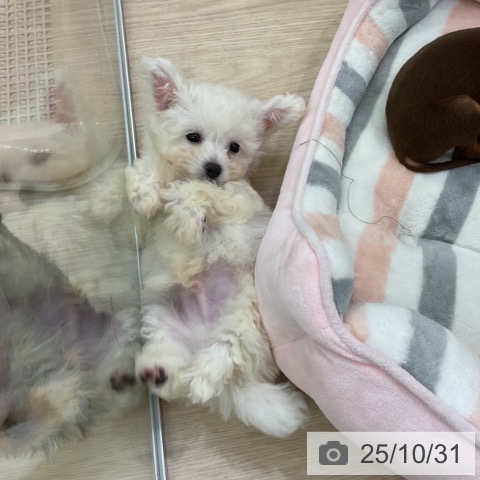 ビション・フリーゼの写真