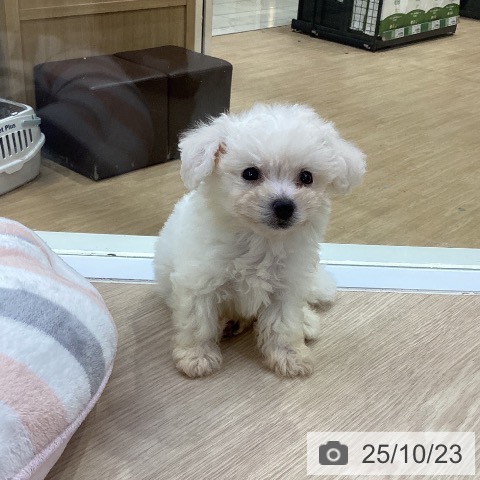 ビション・フリーゼの写真