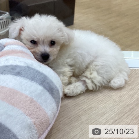 ビション・フリーゼの写真