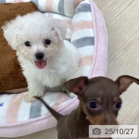 ビション・フリーゼの写真