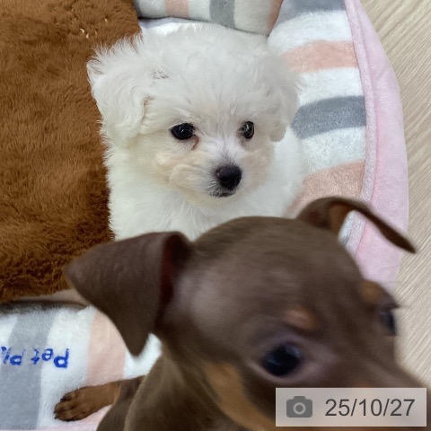 ビション・フリーゼの写真