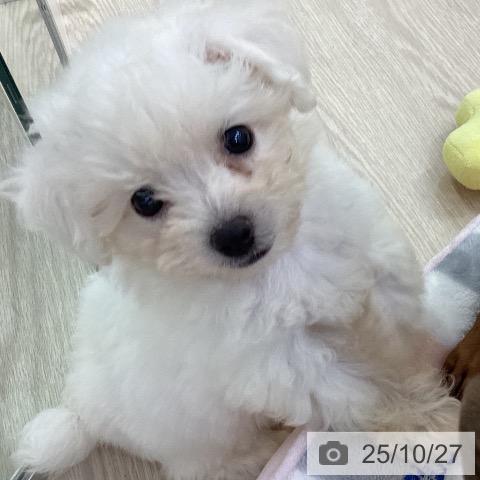 ビション・フリーゼの写真