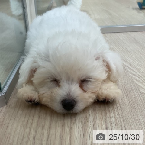 ビション・フリーゼの写真