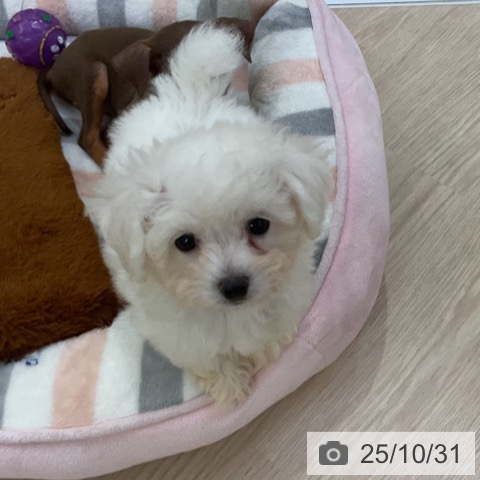 ビション・フリーゼの写真