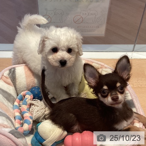 ビション・フリーゼの写真