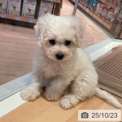 ビション・フリーゼの写真