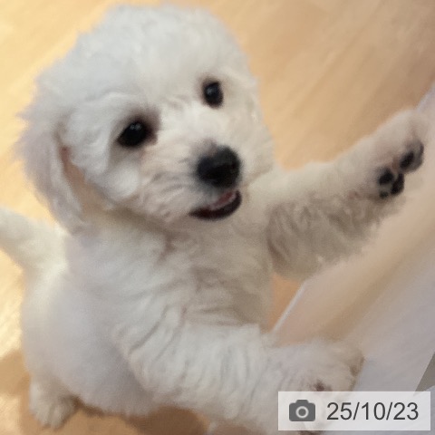 ビション・フリーゼの写真