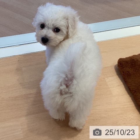 ビション・フリーゼの写真