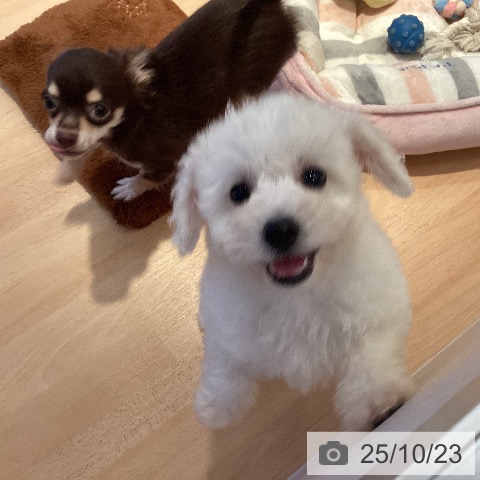 ビション・フリーゼの写真