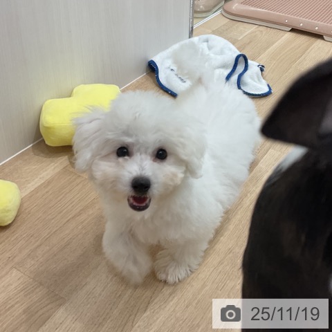 ビション・フリーゼの写真