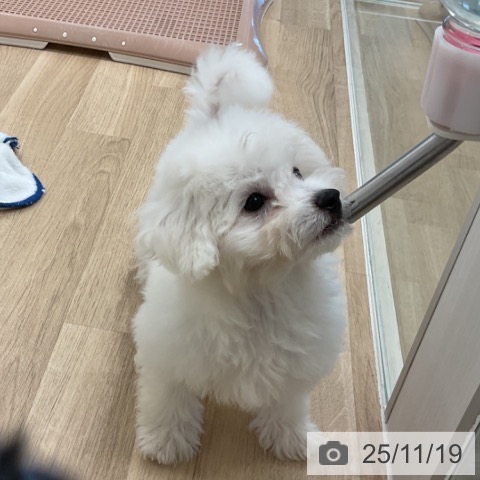 ビション・フリーゼの写真