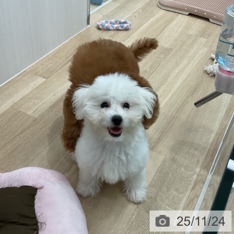 ビション・フリーゼの写真