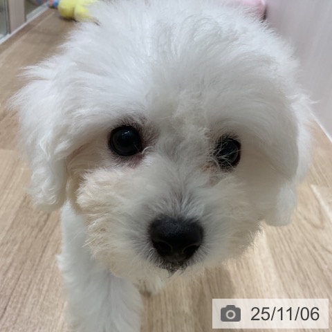 ビション・フリーゼの写真