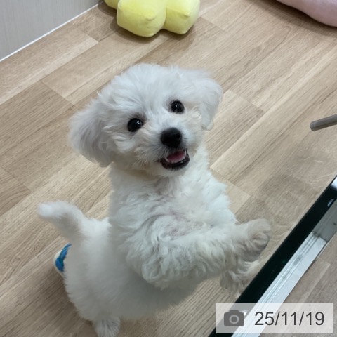 ビション・フリーゼの写真