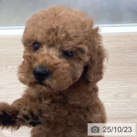 トイ・プードルの写真