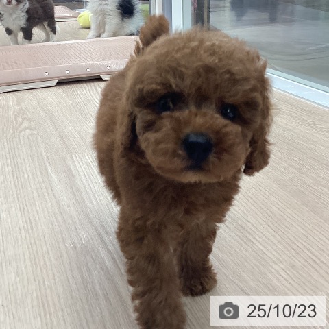 トイ・プードルの写真