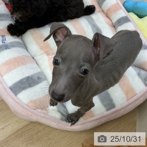 岐阜県のイタリアングレーハウンド (ペットプラス 光ケ丘店/2025年8月15日生まれ/男の子/ブルー)の子犬の4枚目の画像