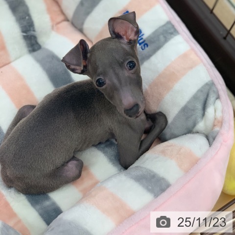 岐阜県のイタリアングレーハウンド (ペットプラス 光ケ丘店/2025年8月15日生まれ/男の子/ブルー)の子犬の3枚目の画像