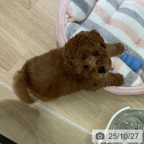 トイ・プードルの写真