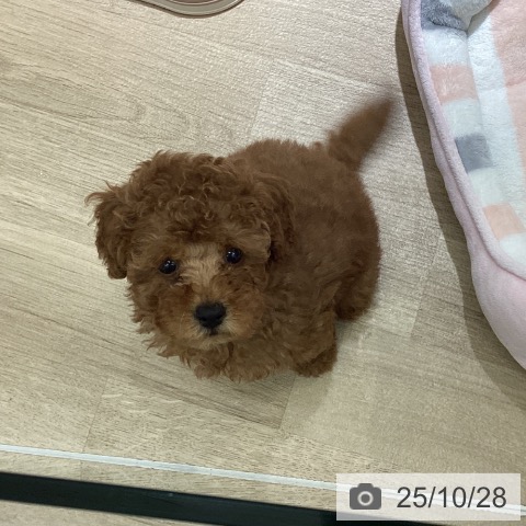 トイ・プードルの写真