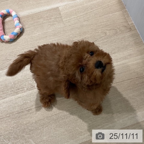 三重県のトイプードル(トイ) (ペットプラス 四日市泊店/2025年8月22日生まれ/女の子/レッド)の子犬の4枚目の画像