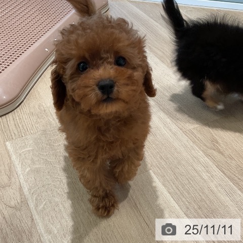 三重県のトイプードル(トイ) (ペットプラス 四日市泊店/2025年8月22日生まれ/女の子/レッド)の子犬の3枚目の画像