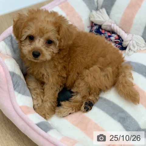 トイ・プードルの写真