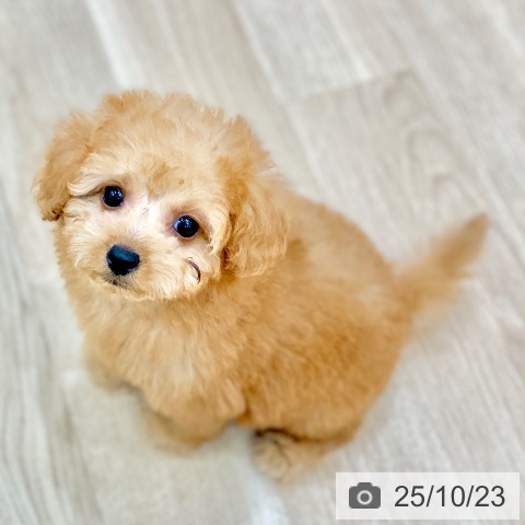 トイ・プードルの写真