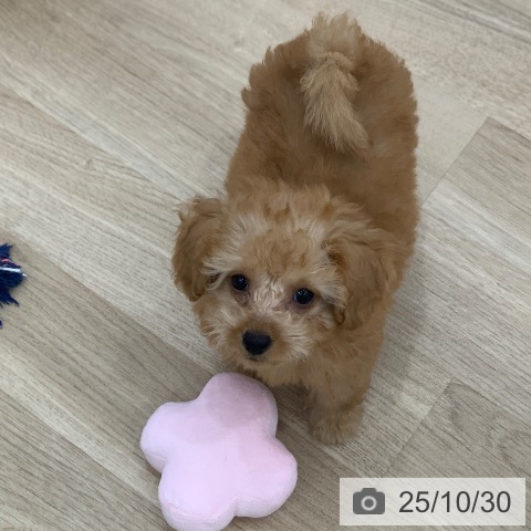 トイ・プードルの写真